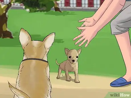 Image titled Play with a Chihuahua Step 10