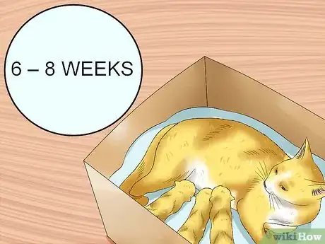 Image titled Give Newborn Kittens Away Step 6