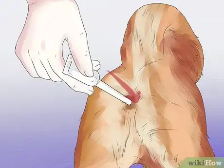 Image titled Help Your Dog During a Seizure Step 13