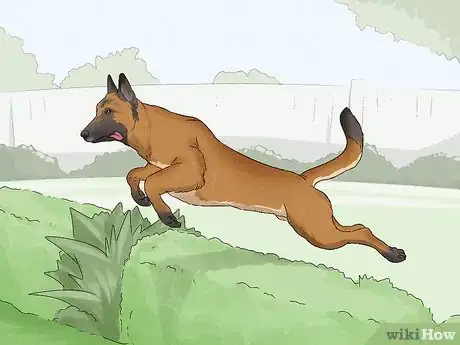 Image titled Identify a Belgian Malinois Step 11