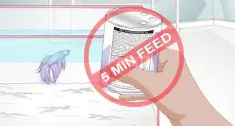 Feed a Betta Fish