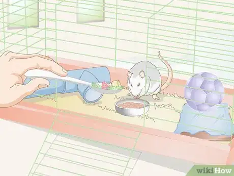 Image titled Socialize Pet Rats Step 10