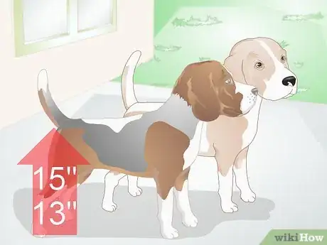 Image titled Choose a Beagle for Breeding Step 10