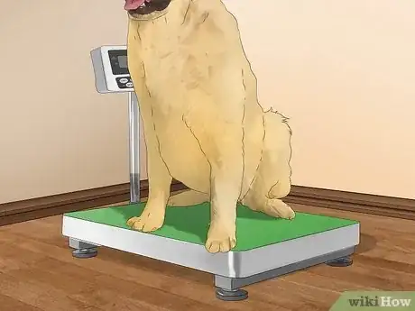 Image titled Treat Obesity in Labrador Retrievers Step 11