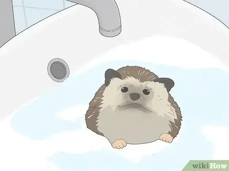 Image titled Take Care of a Hedgehog Step 13