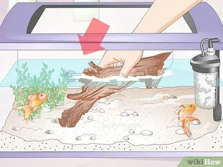 Image titled Introduce a Pleco to a Goldfish Tank Step 5