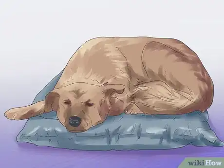 Image titled Help Your Dog During a Seizure Step 15