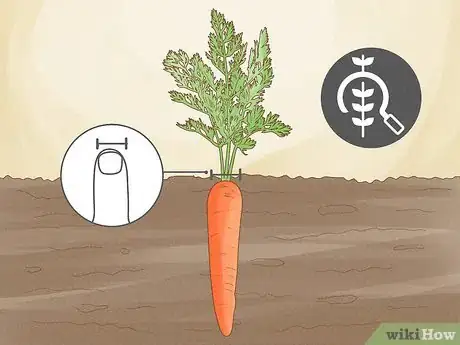 Image titled Harvest Carrots Step 2