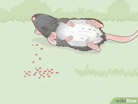 Image titled Get Rid of Mice and Rats Step 4