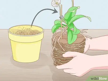 Image titled Save an Orchid from Root Rot Step 3