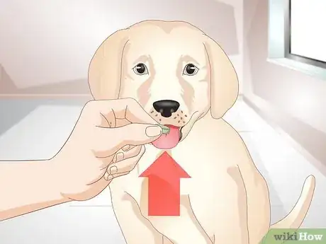 Image titled Know Your Puppy Has Worms Step 11