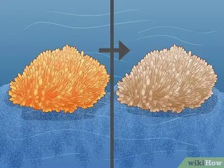 Image titled Grow Coral in an Aquarium Step 21