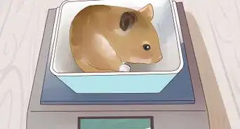 Feed Hamsters