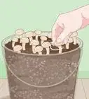 Grow Organic Mushrooms