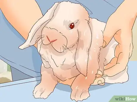 Image titled Deal with a Sick Rabbit Step 13