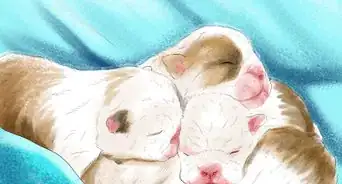 Spot Health Problems in Newborn Puppies
