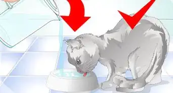 Get Rid of Cat Dandruff