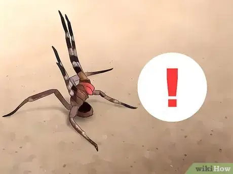 Image titled Identify a Brazilian Wandering Spider Step 4