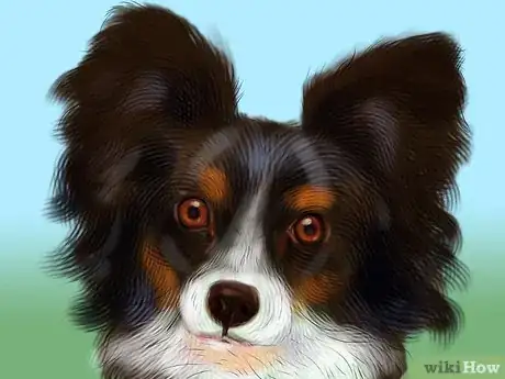 Image titled Identify a Papillon Step 2