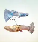 Identify Male and Female Guppies