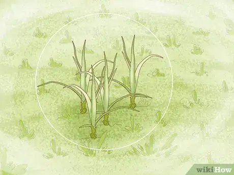 Image titled Get Rid of Nutgrass Step 1