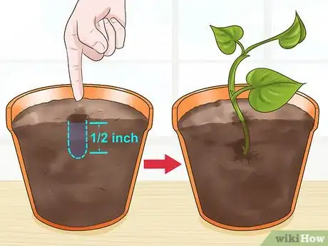 Image titled Clone Pothos Step 7