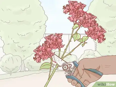 Image titled Propagate Bougainvillea Step 1