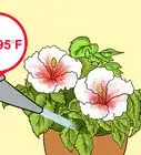 Grow Hibiscus Outdoors