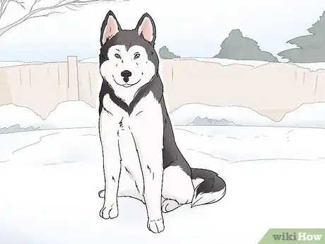 Image titled Identify an Alaskan Malamute Step 1