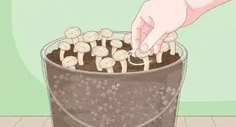 Grow Organic Mushrooms