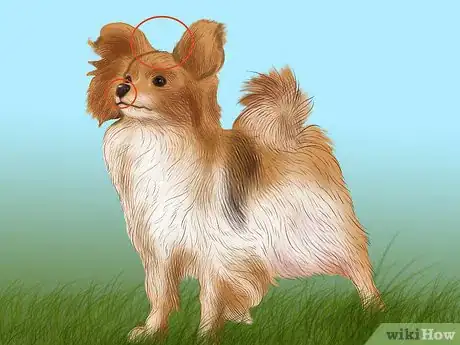 Image titled Identify a Papillon Step 3