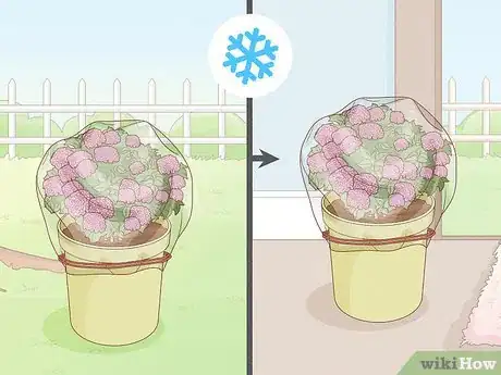 Image titled Grow Hydrangeas in a Pot Step 14