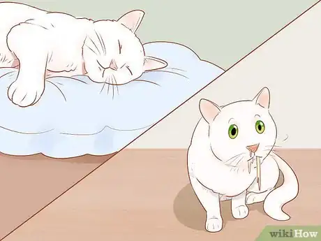 Image titled Know if Your Cat Is Sick Step 1