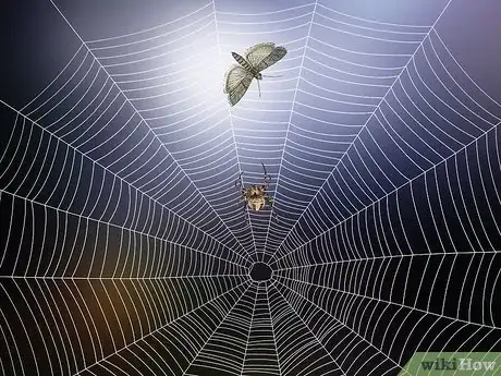 Image titled Identify a Barn Spider Step 9