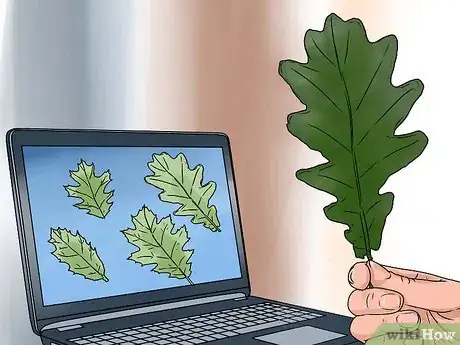 Image titled Identify Oak Leaves Step 8