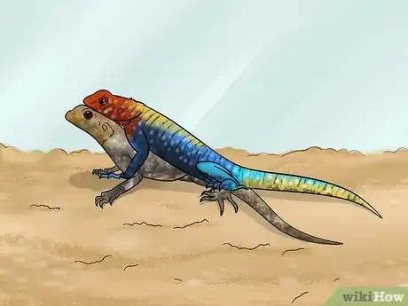 Image titled Care for a Red‐Headed Agama Step 11