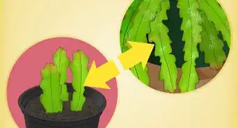 Grow Epiphyllum Cactus