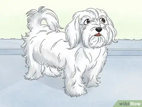 Image titled Identify a Maltese Dog Step 8