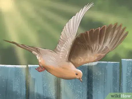 Image titled Identify a Mourning Dove Step 12