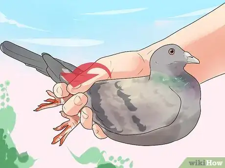 Image titled Hold a Pigeon Step 4