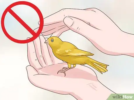 Image titled Keep a Single Canary Step 14