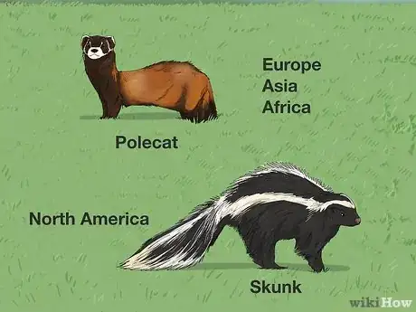 Image titled Skunk vs Polecat Step 1