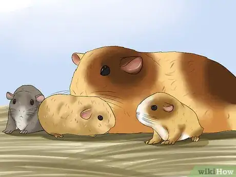 Image titled Take Care of a Female Guinea Pig With Babies Step 5