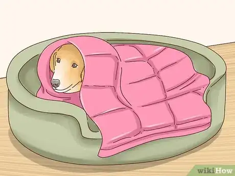 Image titled Keep Dogs Warm in the Winter Step 17