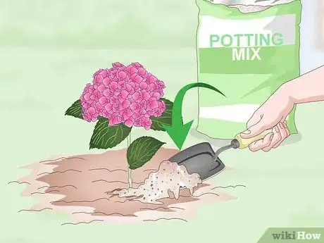 Image titled Keep Hydrangeas Alive Step 10