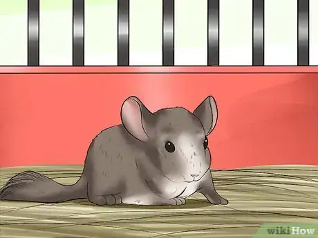 Image titled Tame Your Chinchilla Step 4