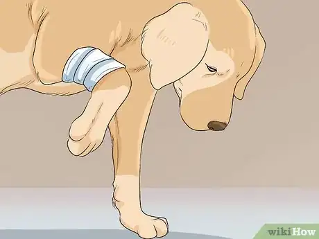 Image titled Help Your Dog Recover from Surgery Step 10