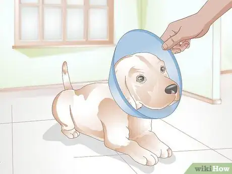 Image titled Stop a Dog from Licking Everything Step 6