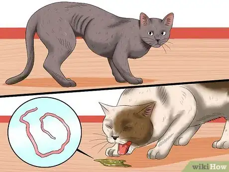 Image titled Prevent Tapeworms in Cats Step 6