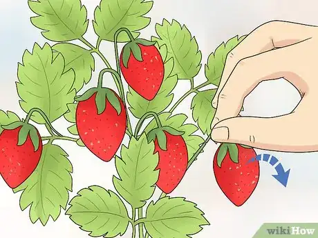 Image titled Prune Strawberries Step 10